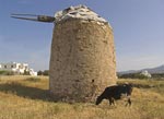 Dairy Cow at the Windmill, Crete, Greece