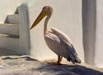 Pelican, Mykons. Cris Pulos