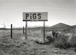 'Pigs 1/4 Mile', La Madera, NM