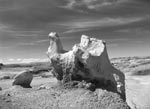 The Camel, Bisti Wilderness, New Mexico; Cris Pulos